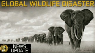 The Hottest New Phone, Global Wildlife Disaster, & Tron Smashing Ethereum - Crypto & Bitcoin News